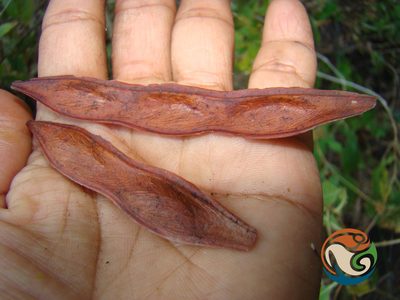 Conzattia multiflora, photographed by Eugenio Padilla