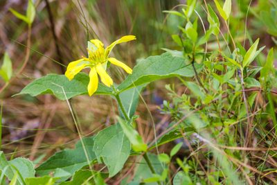 Tetragonotheca helianthoides, photographed by Melissa McMasters