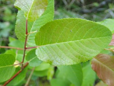 Salix pyrifolia, photographed by Allan Harris