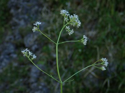 Valeriana saxatilis, photographed by Christian Berg