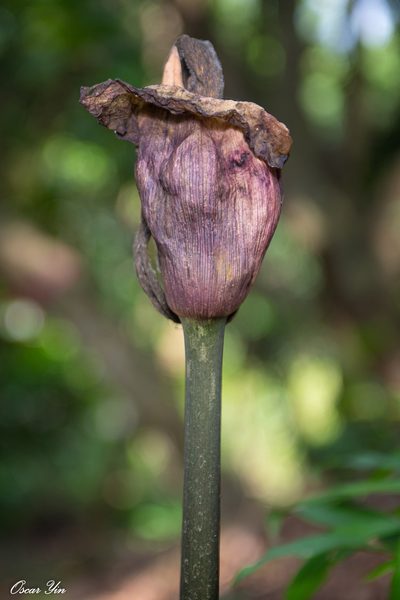 Amorphophallus hirtus, photographed by 尹若宇