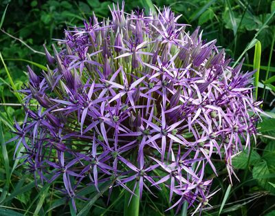 Allium cristophii, photographed by Patrick Hacker