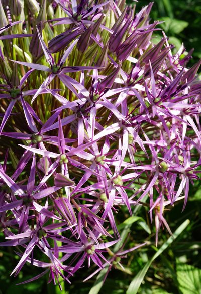Allium cristophii, photographed by Patrick Hacker