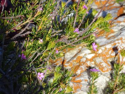Acmadenia alternifolia, photographed by Shaun Swanepoel