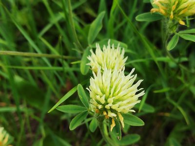 Trifolium ochroleucon, photographed by Наталья Пикалова