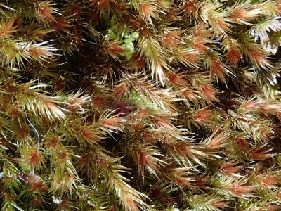 Orthothecium rufescens, photographed by Christian Berg