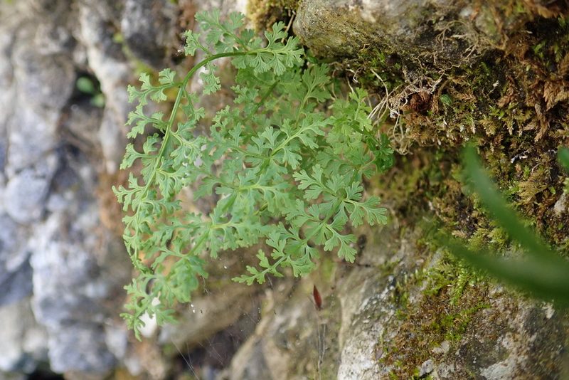 Cystopteris alpina, photographed by Christian Berg