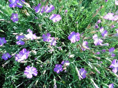 Dianthus campestris, photographed by Силаева Татьяна Борисовна