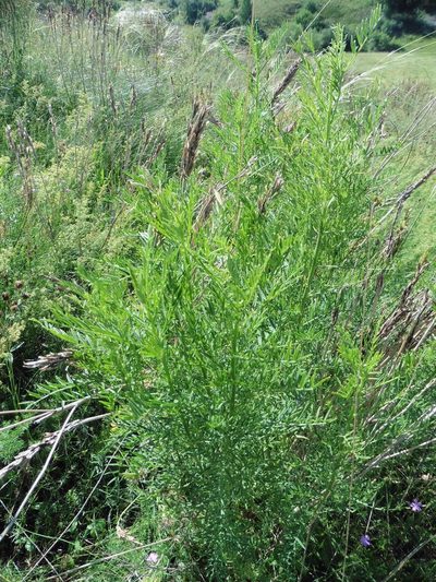 Astragalus asper, photographed by Силаева Татьяна Борисовна