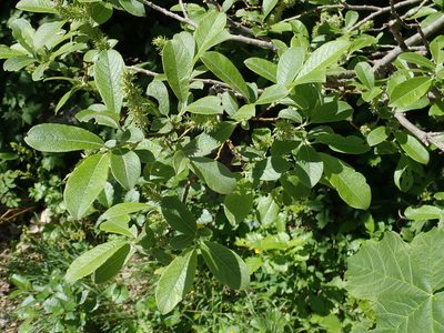 Salix appendiculata, photographed by Christian Berg