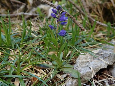 Polygala amara, photographed by Christian Berg