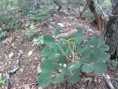 Paeonia daurica, photographed by Михаил Орлов