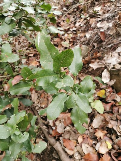 Beilschmiedia miersii, photographed by Aira Francisca Faúndez Fallau