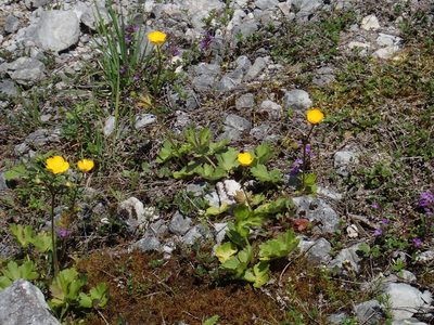 Ranunculus tuberosus, photographed by Christian Berg