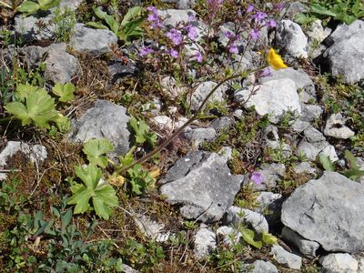 Ranunculus tuberosus, photographed by Christian Berg