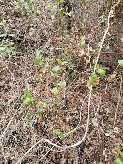 Chiropetalum tricuspidatum, photographed by Aira Francisca Faúndez Fallau