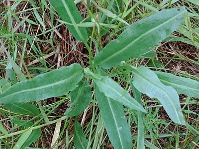 Rumex occidentalis, photographed by Syd Cannings