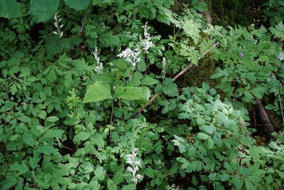 Cephalanthera austiniae, photographed by Spencer Quayle