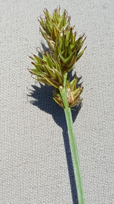 Carex tincta, photographed by naturalist charlie