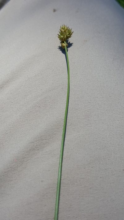 Carex tincta, photographed by naturalist charlie