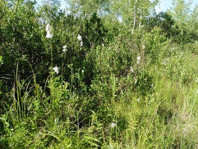 Eriophorum latifolium, photographed by Силаева Татьяна Борисовна