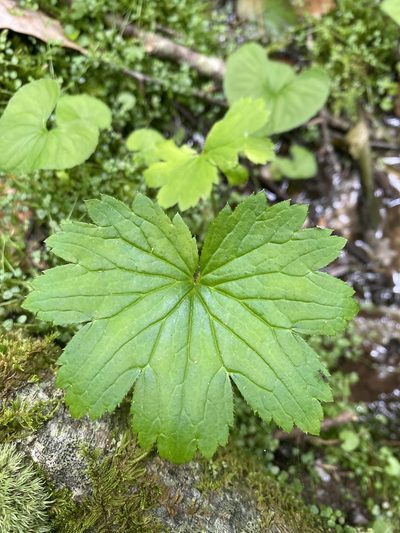 Boykinia aconitifolia, photographed by Alan Weakley