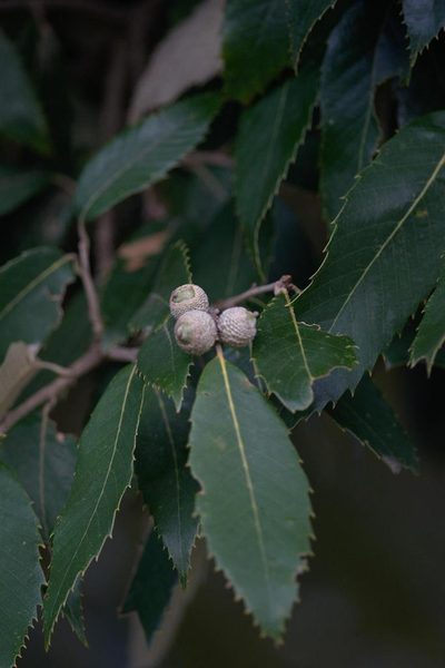 Quercus leucotrichophora, photographed by Ramnarayan K