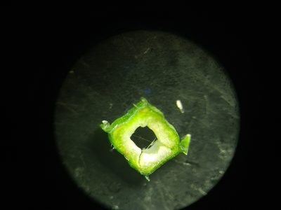 Scrophularia oblongifolia, photographed by Christina s.l.