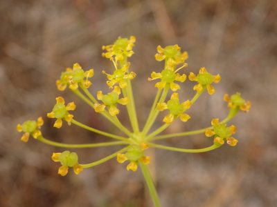 Thapsia minor, photographed by Carminda Santos