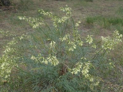 Astragalus filipes, photographed by Nolan Exe
