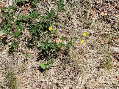 Potentilla pulcherrima, photographed by Craig Martin