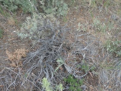 Artemisia arbuscula, photographed by Nolan Exe