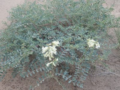 Astragalus curvicarpus, photographed by Nolan Exe
