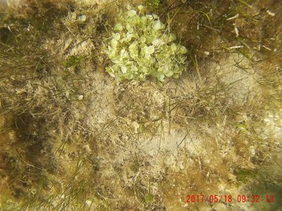 Syringodium filiforme, photographed by Javier Solís