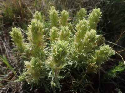 Castilleja pilosa, photographed by Nolan Exe