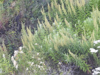 Artemisia suksdorfii, photographed by Old Goat