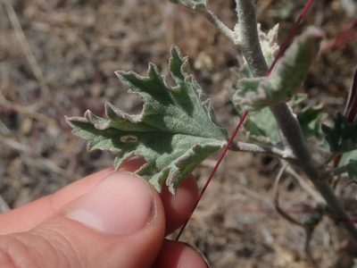 Sphaeralcea munroana, photographed by Nolan Exe