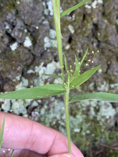 Dichanthelium lanuginosum, photographed by jrrigby