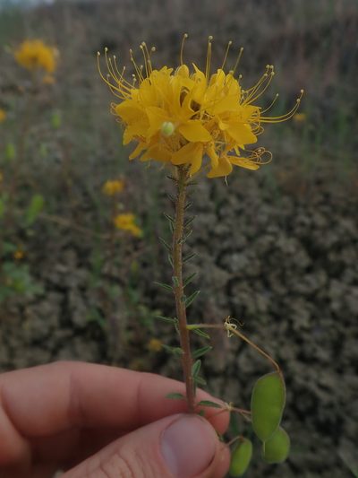 Cleomella platycarpa, photographed by Nolan Exe