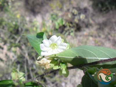 Porana nutans, photographed by Eugenio Padilla