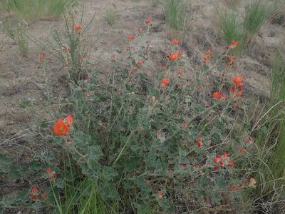 Sphaeralcea munroana, photographed by Nolan Exe