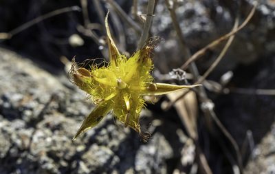 Calochortus obispoensis, photographed by Zack Abbey