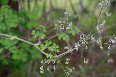 Thalictrum guatemalense, photographed by Neptalí Ramírez Marcial