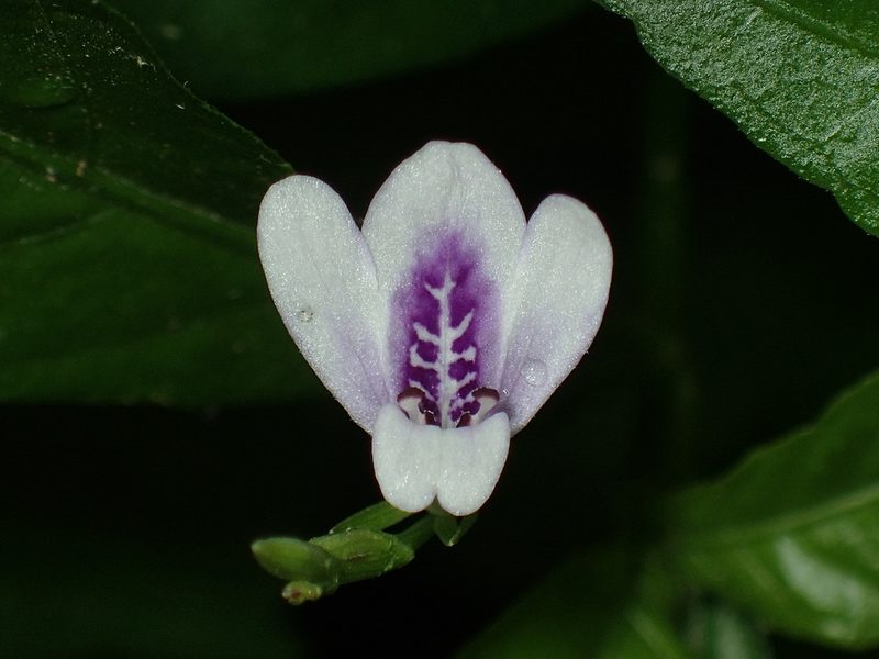 Justicia lanceolata, photographed by John P Friel