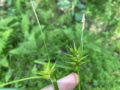 Carex folliculata, photographed by Alan Weakley