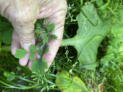 Thalictrum clavatum, photographed by Alan Weakley
