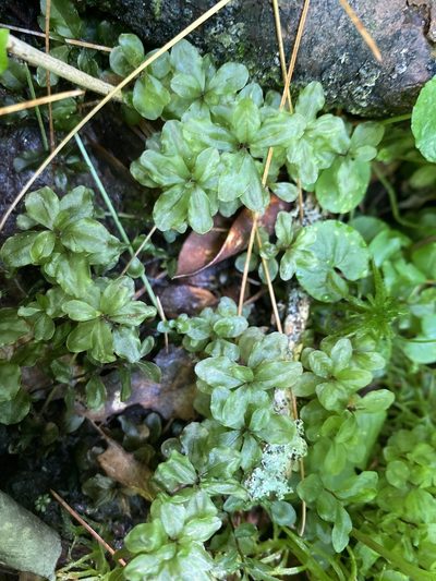 Rhizomnium appalachianum, photographed by Alan Weakley