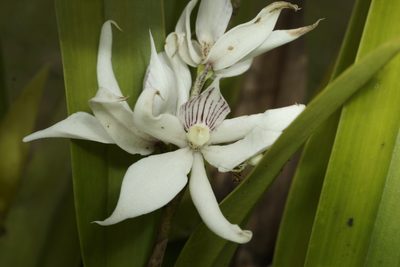 Prosthechea sima, photographed by Daniel Mesa