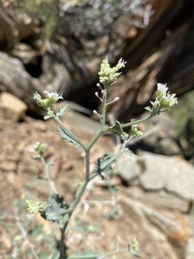 Halimolobos jaegeri, photographed by Matt Berger