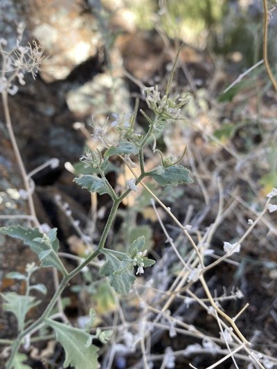 Halimolobos jaegeri, photographed by Matt Berger